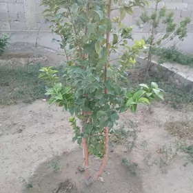 Alma bag (şeker alma)