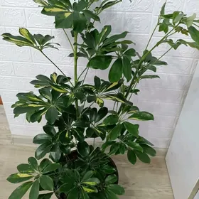 ШЕФЛЕРА  ГОЛД