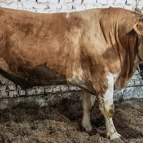 Симентал окуз