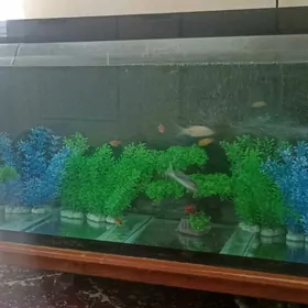 Kredit garaşaryna Akwarum