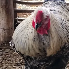 Brama blue' bolgar. tovuk