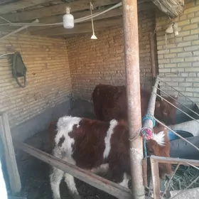 окузча билан унажын дог