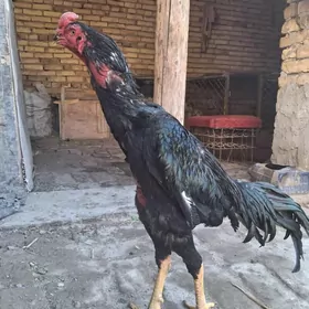 ЧОРН ПАНТЕРА