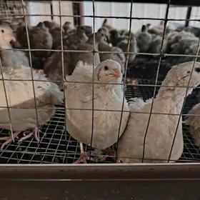 Перепёлки ( Bedenler)