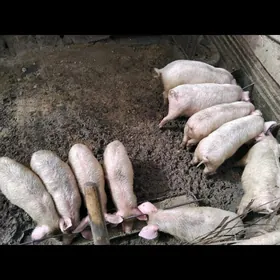 DONUZ JOJUK донуз Марыда