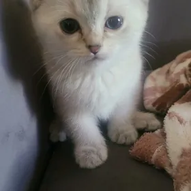 котята шотланские