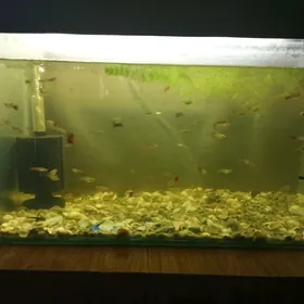 аквариум с рыбками