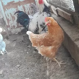 dogup dur gigant towuk jersiju