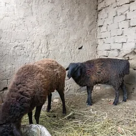 gysar goỳun we gysar goç