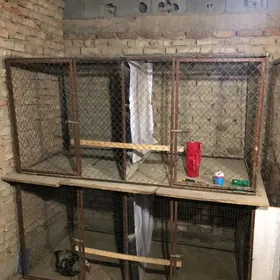 ketek juje horaz towuk Ketek