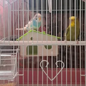 Popugay 2 sany gyz oglan