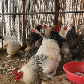 Brama towuk yumurtga