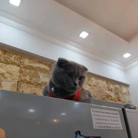 Вислоухая кошка