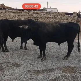 2 SANY 5 YASAR OKUZ.