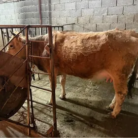 Yaş Tohum Goleli sygyr