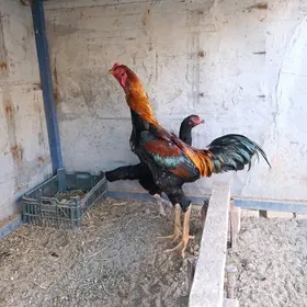 бойцов хораз ве товуге