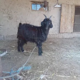 ýetik bogaz çewiş