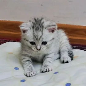 Şatlan paroda pişik