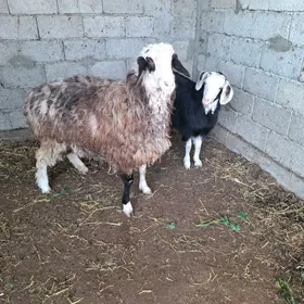 Bakylan işşek we dog