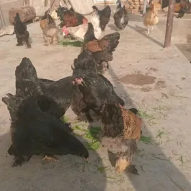 brama towuk horaz arginal