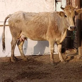 şwes tohum göleli sygyr