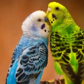 setka kletka popugay