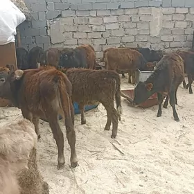 öküzçe tüwe öküz göle