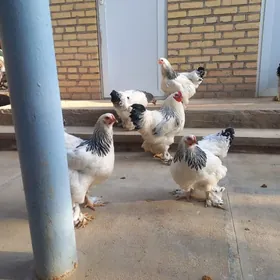 brama baysok troyka yumurtga