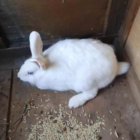 velikan tovsan bogaz