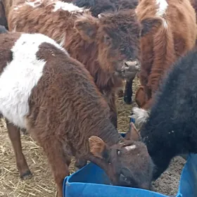 öküzçe tüwe ökuüz göle