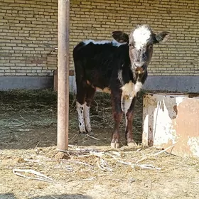 parodny unajyn 2 sany