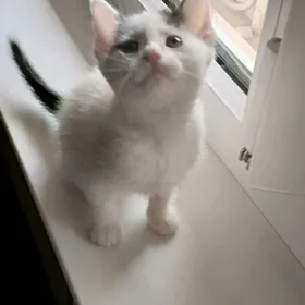 шотландский