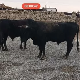 2 SANY 5 YASAR OKUZ.