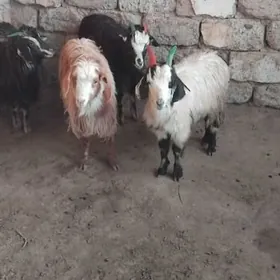 S ÇEWIȘ ARASSAJA SAGDINJA