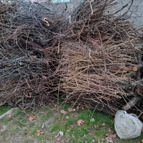 odyn danylgyja tayar дррва