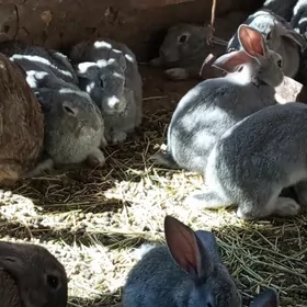 welikan towşan Çagasy