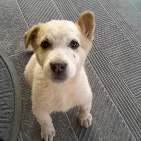 в добрые руки