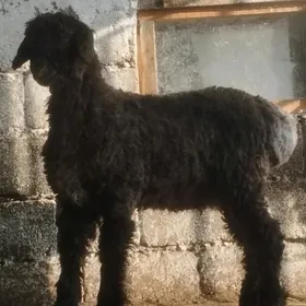 Tokly arassa bakylan