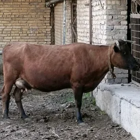 Саглык инак