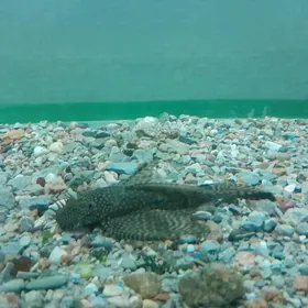 сомики анциструсы