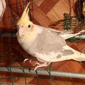 карелла karella popugaý