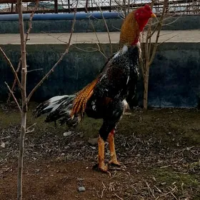 Красный кожа сизарка