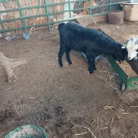 teke arsja mal gapyda bakylan