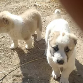 Туркмен Алабай