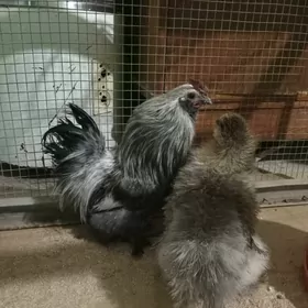 Yaponcik tosan toylije