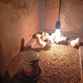 байсовы́й.    жуже