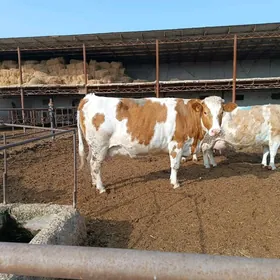 симментал сыгырлар