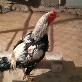 horaz taşgent juje baysok