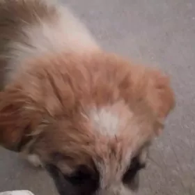 щенки в добрые руки