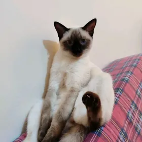 Сиамка в добрые руки